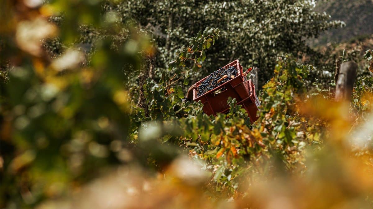 Ripe grapes overflowing in a crate during harvest season in a lush vineyard.
