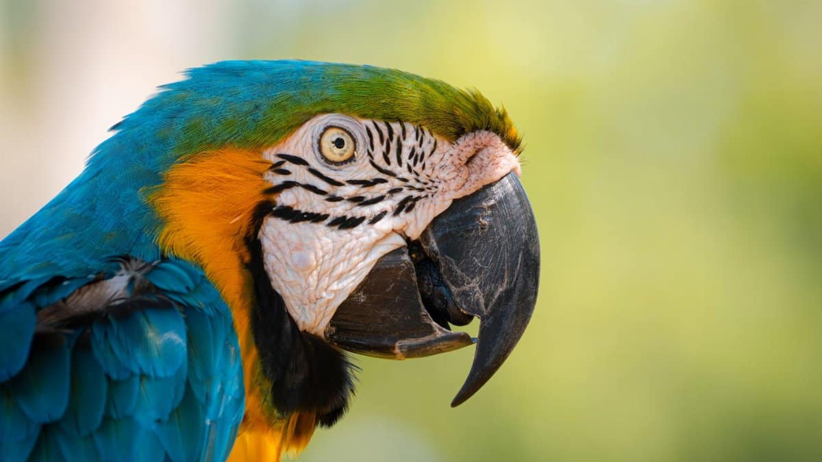 Detailed close-up of a vibrant blue and yellow macaw in Tyler, Texas, USA.