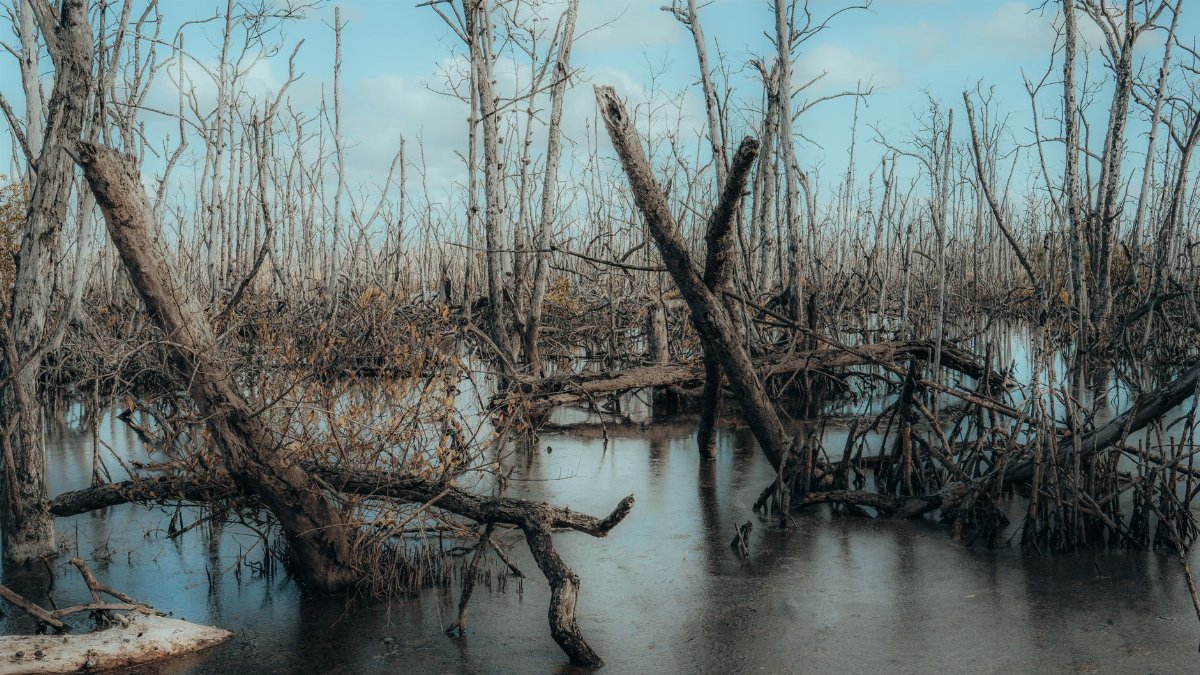 Tranquil swamp scene featuring leafless trees and reflections in water under a blue sky.