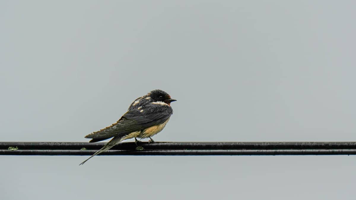 A swallow sits on a power line against a clear sky, showcasing simple beauty of nature.