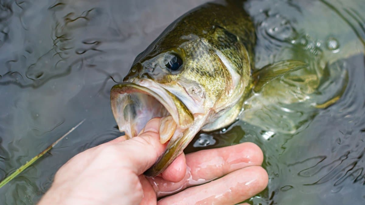 Detailed close-up of a hand holding a largemouth bass in freshwater.