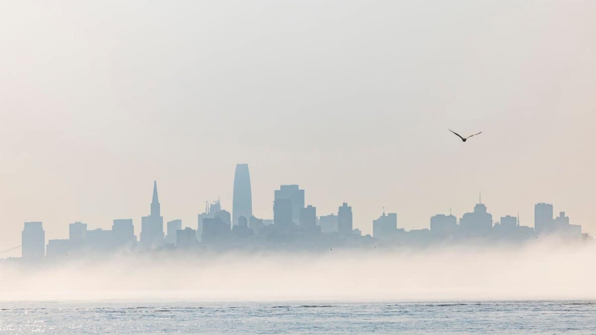 A serene view of San Francisco skyline shrouded in early morning fog with a lone bird in flight.