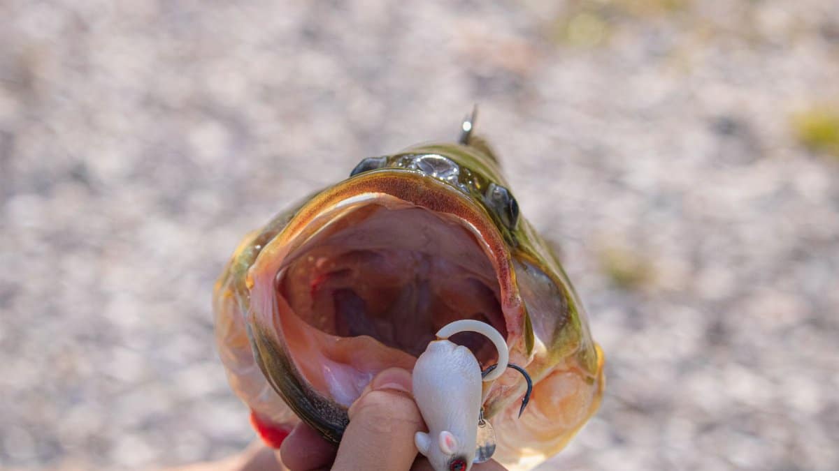A captured fish bites on a realistic mouse-shaped fishing lure.