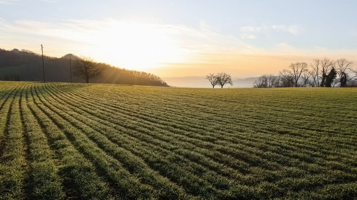 A peaceful rural field with sunrise casting warm light over the landscape, highlighting the green crops.