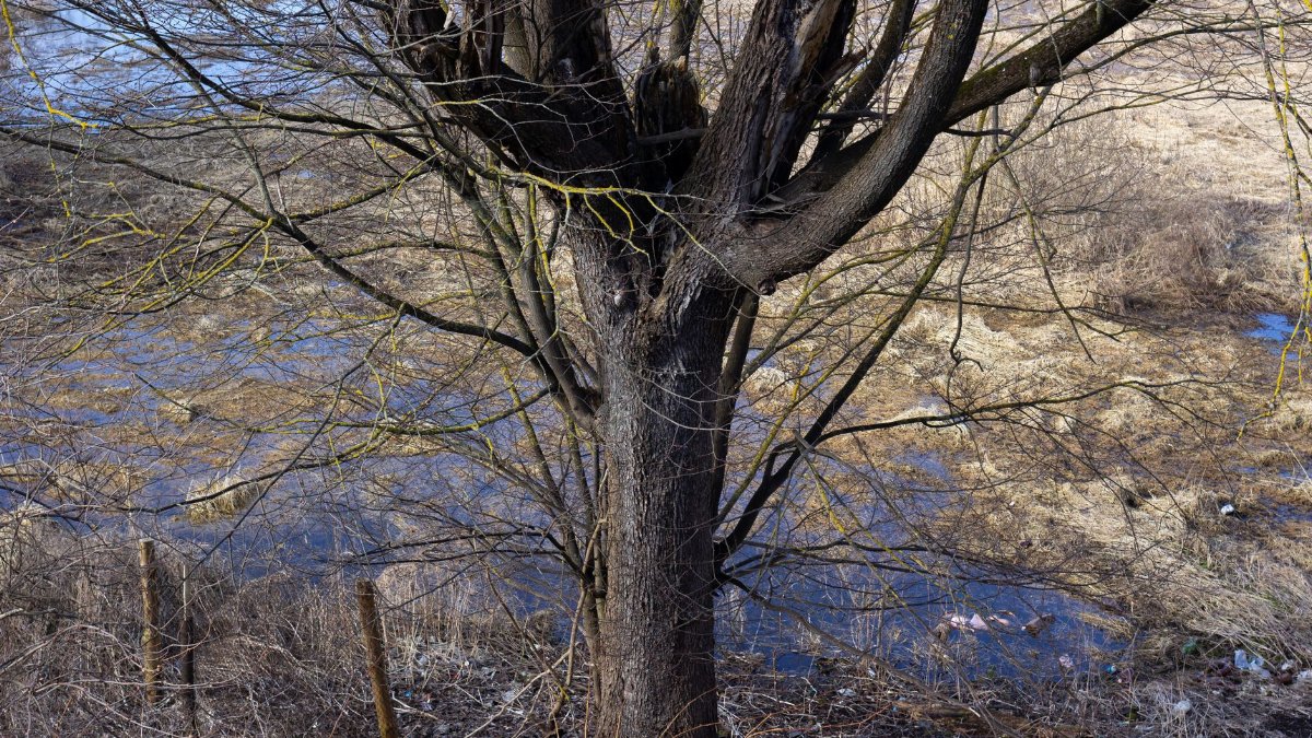A bare tree stands in a marshy field during early spring, surrounded by sparse vegetation.