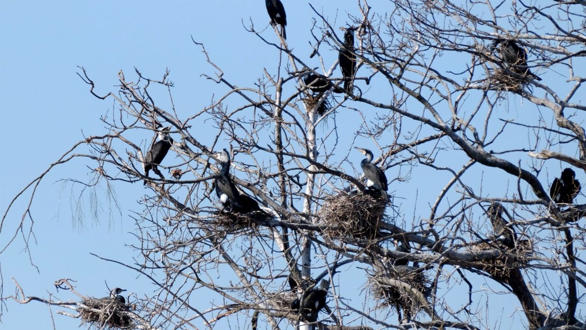 A group of cormorants perched on bare tree branches during nesting season.