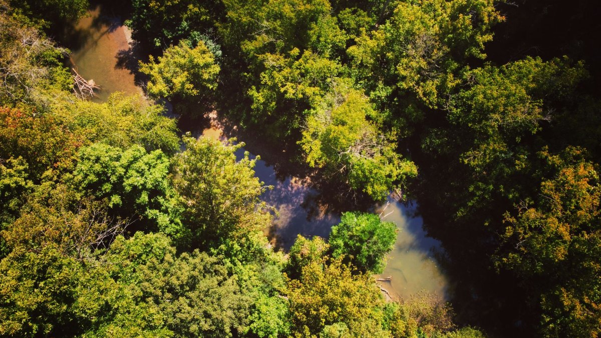 Detailed aerial shot of a dense forest with a winding river, showcasing vibrant greenery and natural beauty.