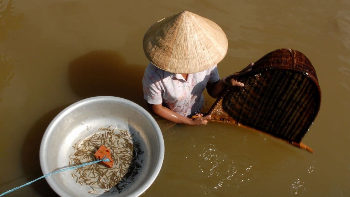 Person fishing with bamboo basket and tray of fish in rural water setting, wearing conical hat.