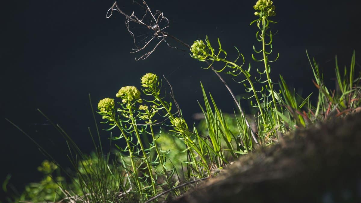 Artistic shot of green plants in sunlight, showcasing nature's delicate details.