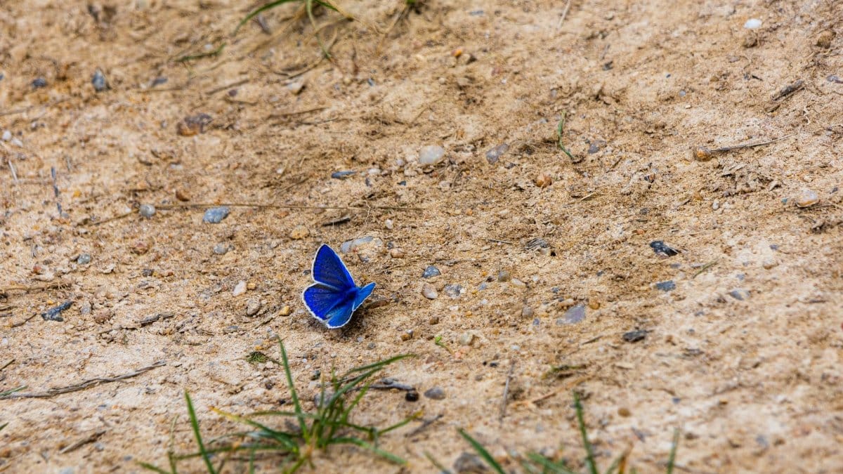 Close-up of a vibrant blue butterfly resting on a sandy ground with sparse grass.