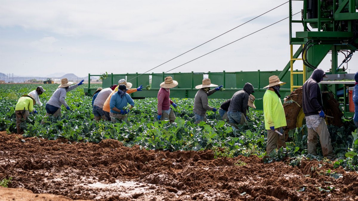A group of farm workers harvesting crops in a sunny field with machinery.