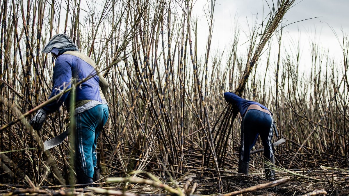 Two adults laboring in a sugarcane farm, demonstrating intensive agricultural work.