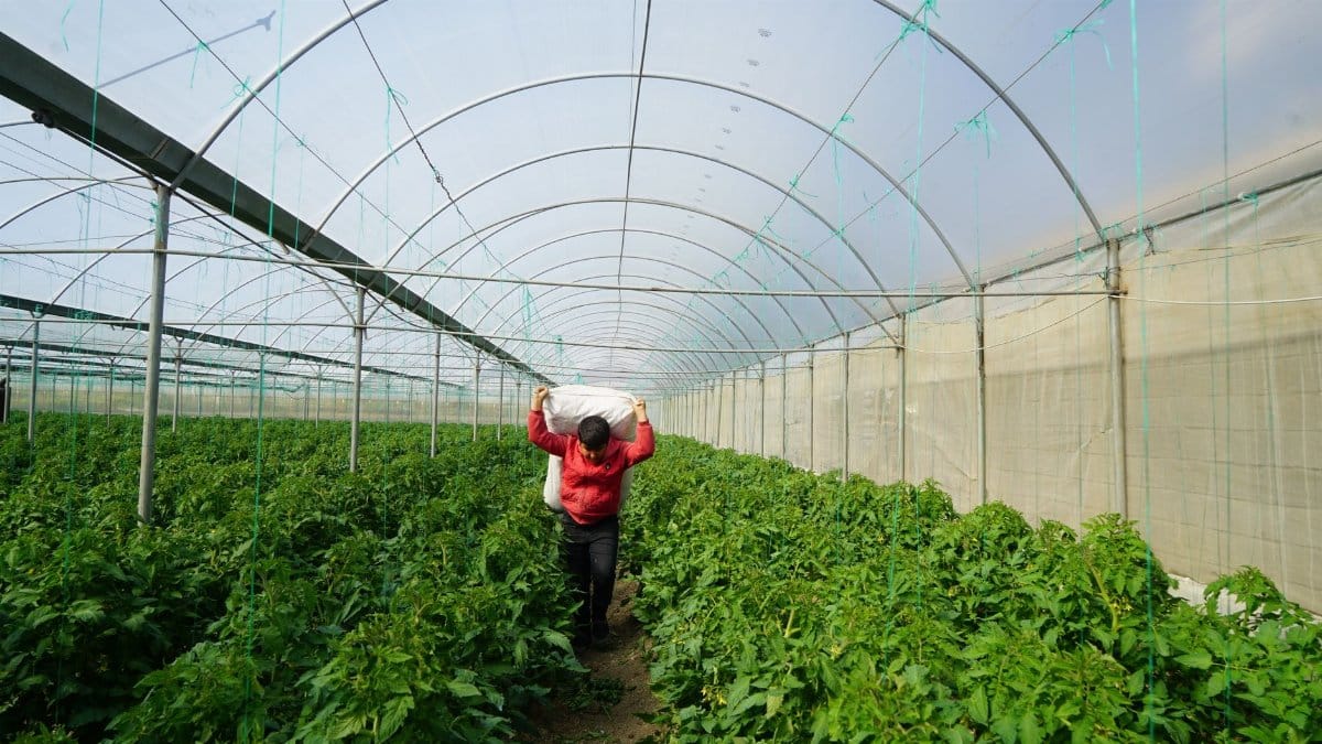 A person carrying a sack in a greenhouse filled with lush plants.