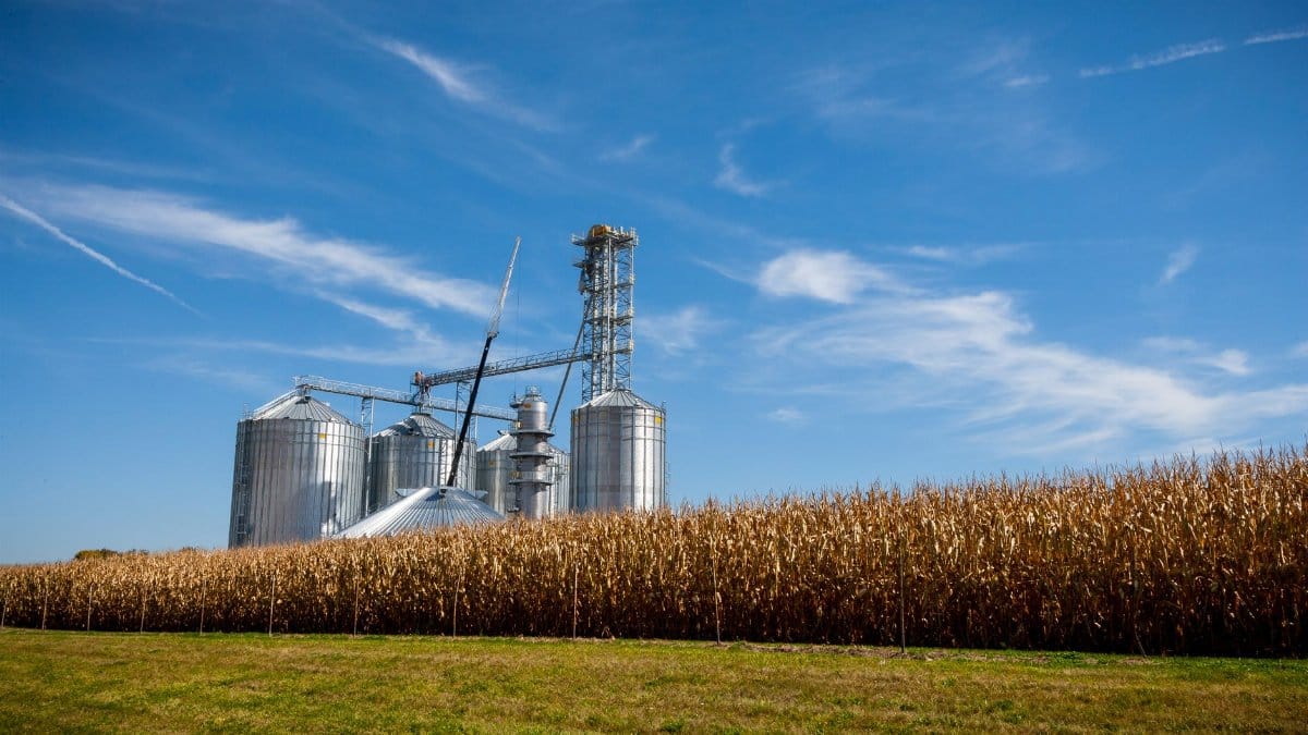 A farm with modern grain silos next to a ripe cornfield under a clear blue sky.