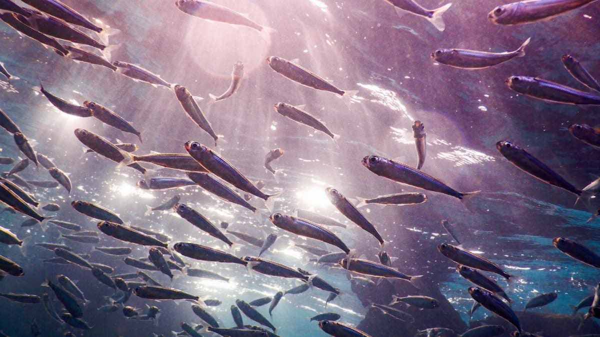 Spectacular underwater scene of a fish school with light rays piercing the ocean, creating a dreamlike ambiance.