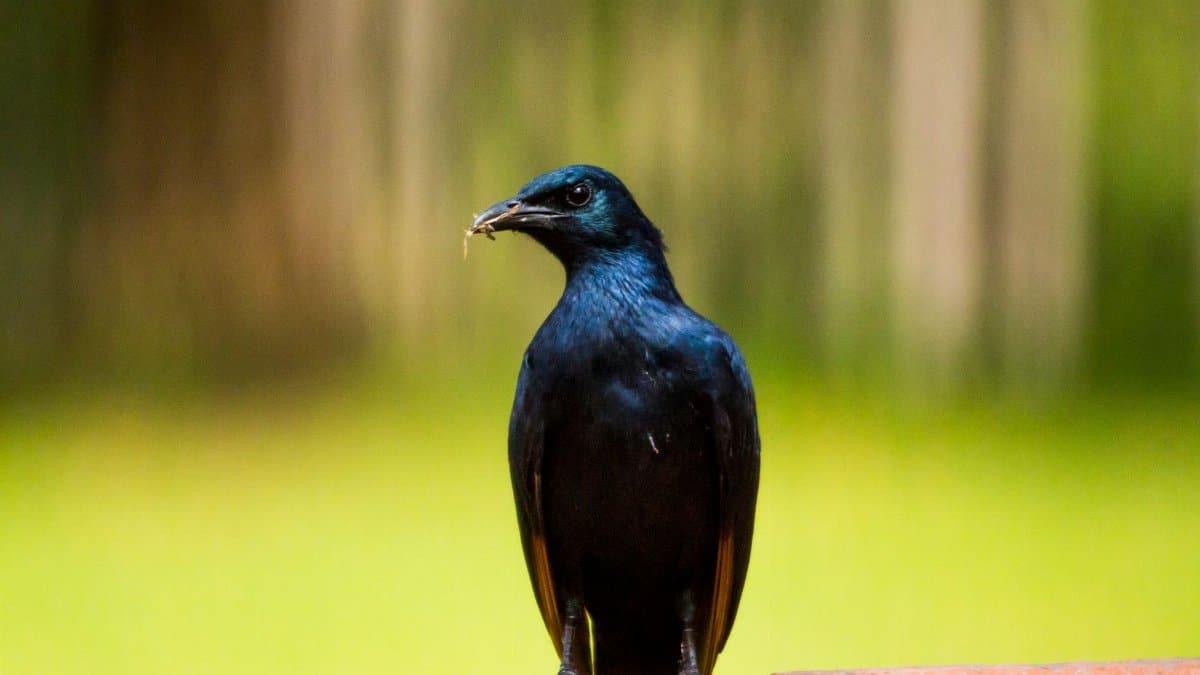 A glossy starling sits on a wall against a blurred green background, capturing nature's tranquility.