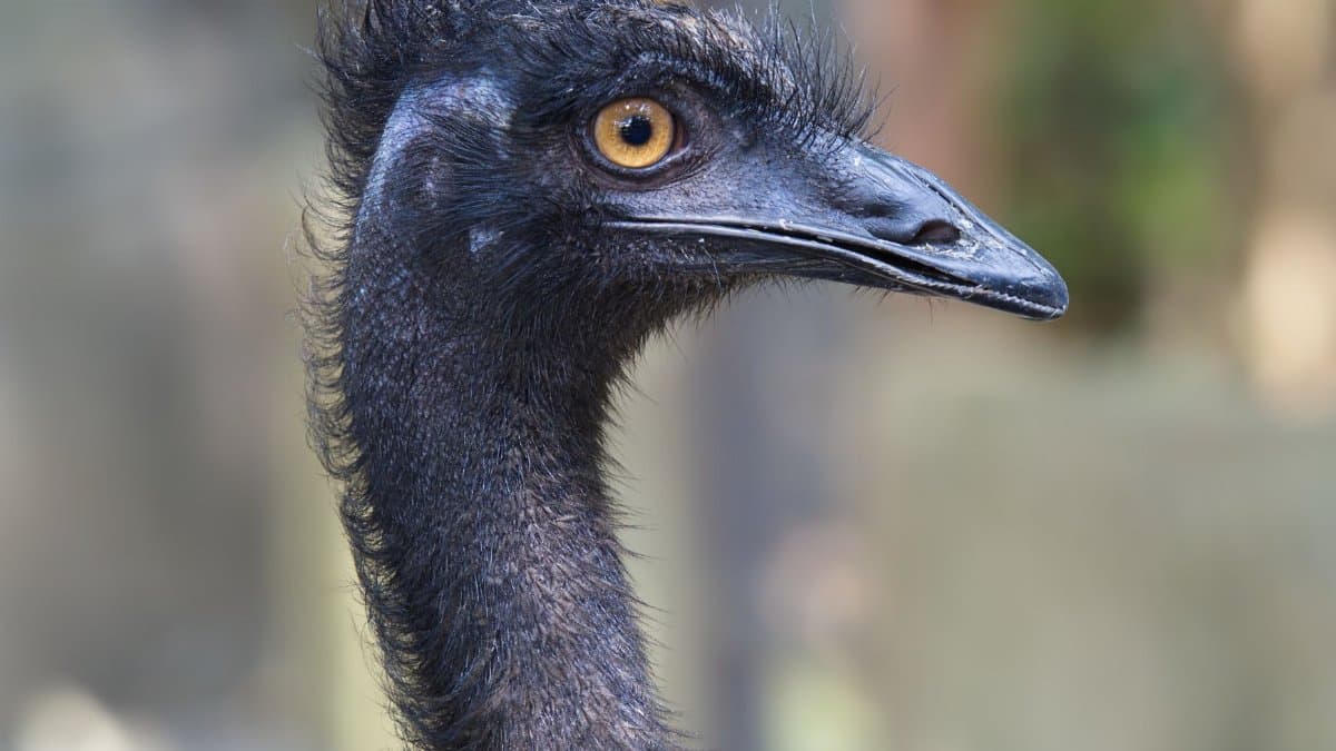 Detailed close-up of an emu's head showcasing its intense eye and distinctive features.