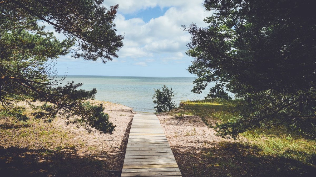 A peaceful boardwalk leading to a tranquil beach shoreline, framed by trees.