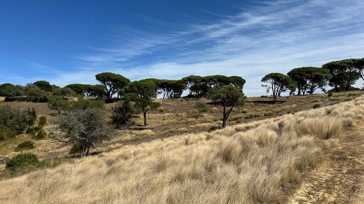 Beautiful view of pine trees in Mafra, Portugal landscape under a clear blue sky, perfect for nature enthusiasts.