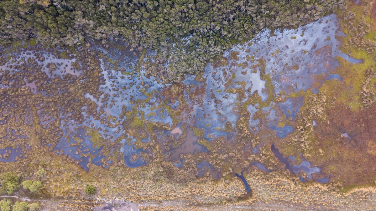 Drone shot capturing the lush wetlands and forest edge in Yanakie, Victoria, Australia.
