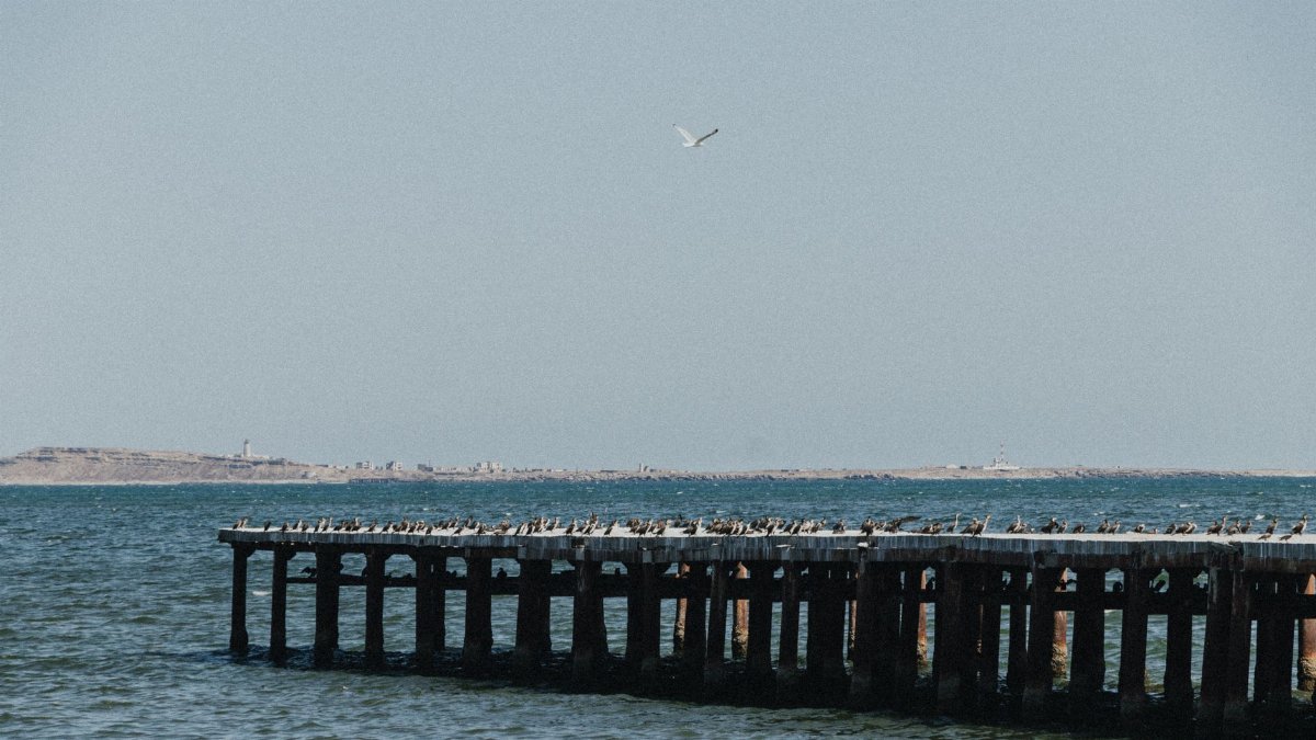 A serene ocean view featuring seagulls perched on a pier with a distant island in sight under a clear sky.