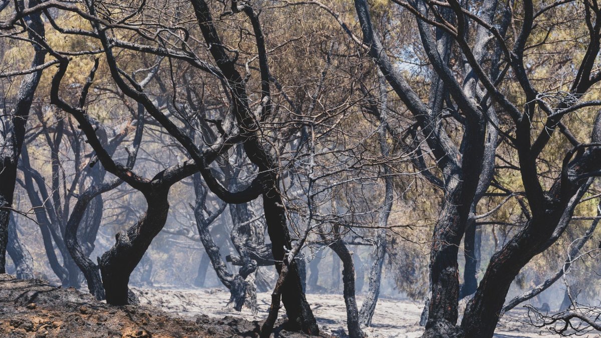 A dramatic view of a forest with burned trees after a destructive wildfire.