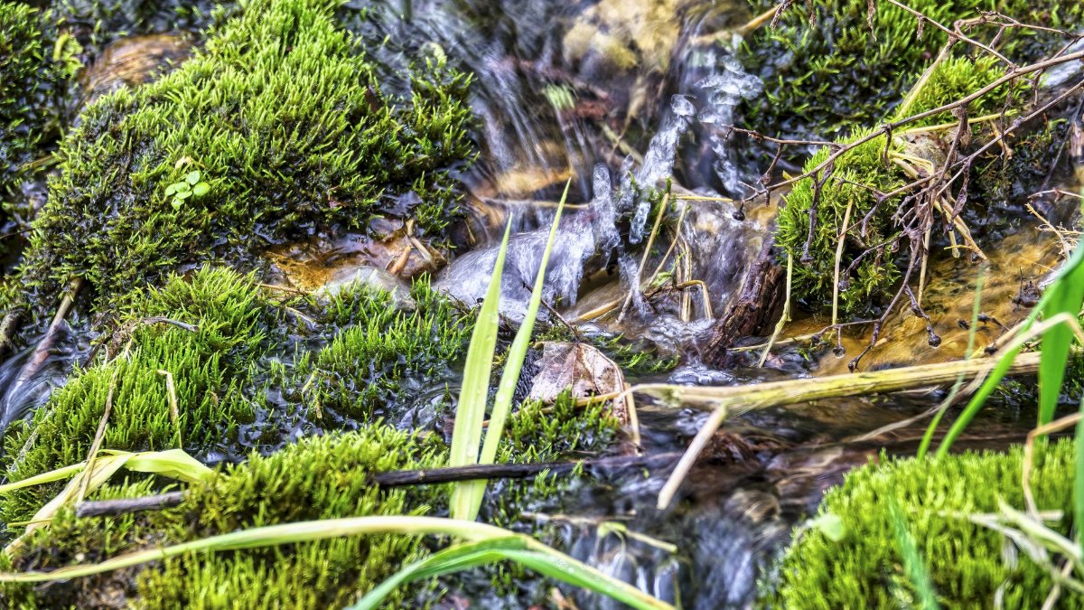 A serene close-up of a stream flowing over green moss in a natural setting.