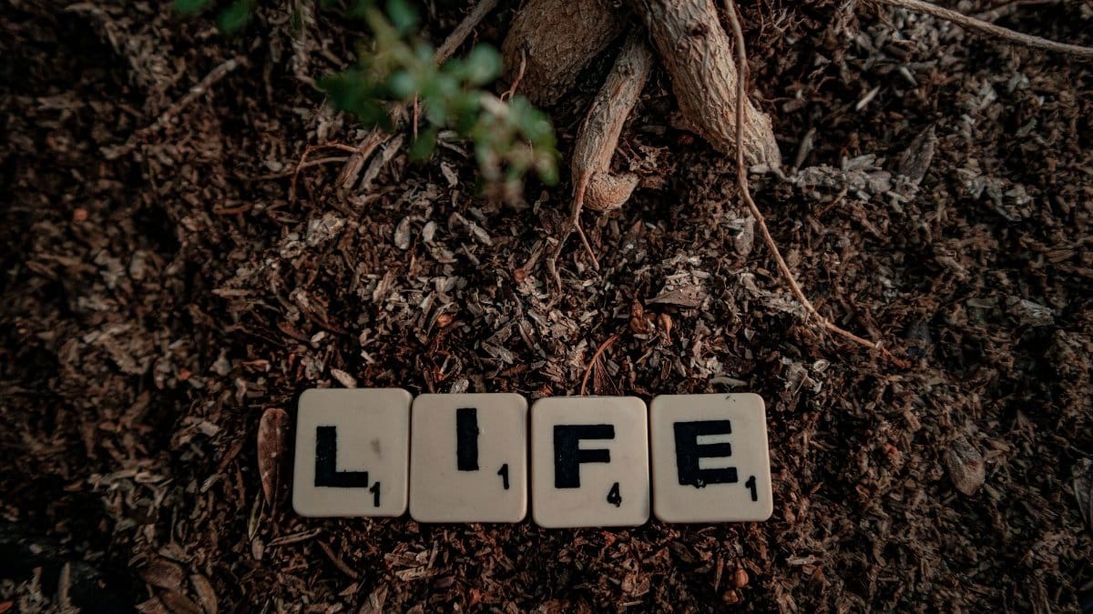 Scrabble tiles spelling 'life' placed on soil with tree roots visible, symbolizing growth and nature.