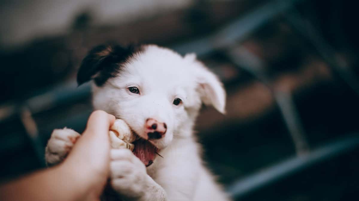 Cute puppy playfully biting a toy bone outdoors, showcasing its playful energy.