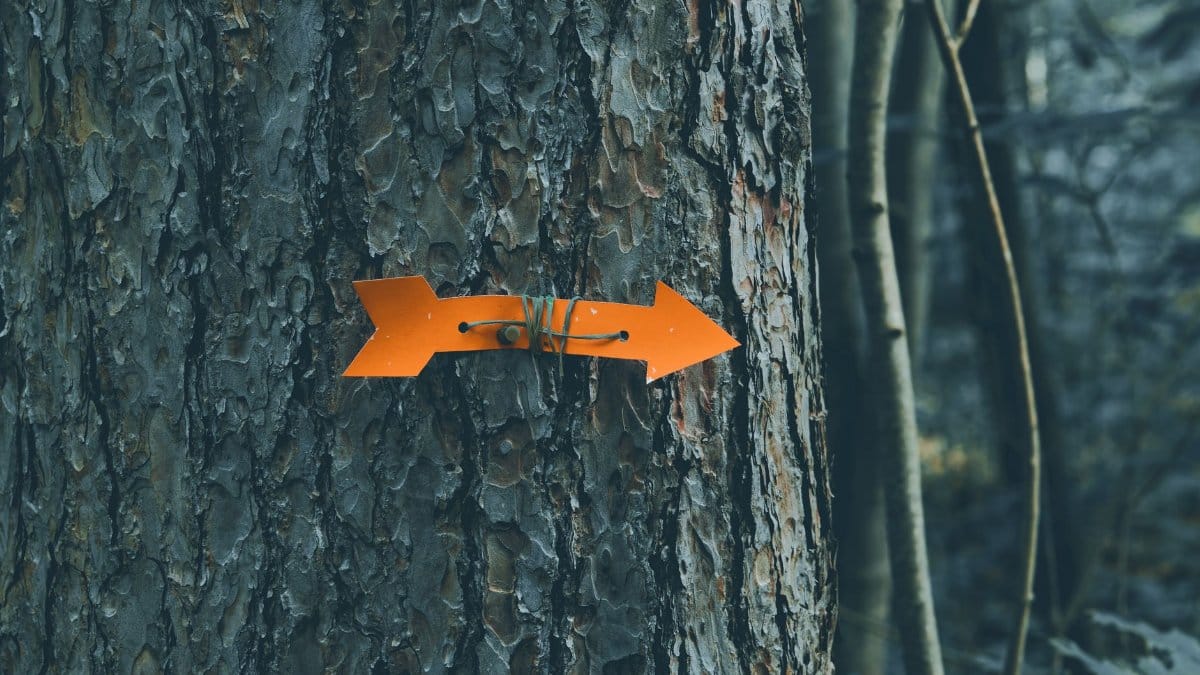 A vibrant orange arrow on a tree indicates direction in the forest.