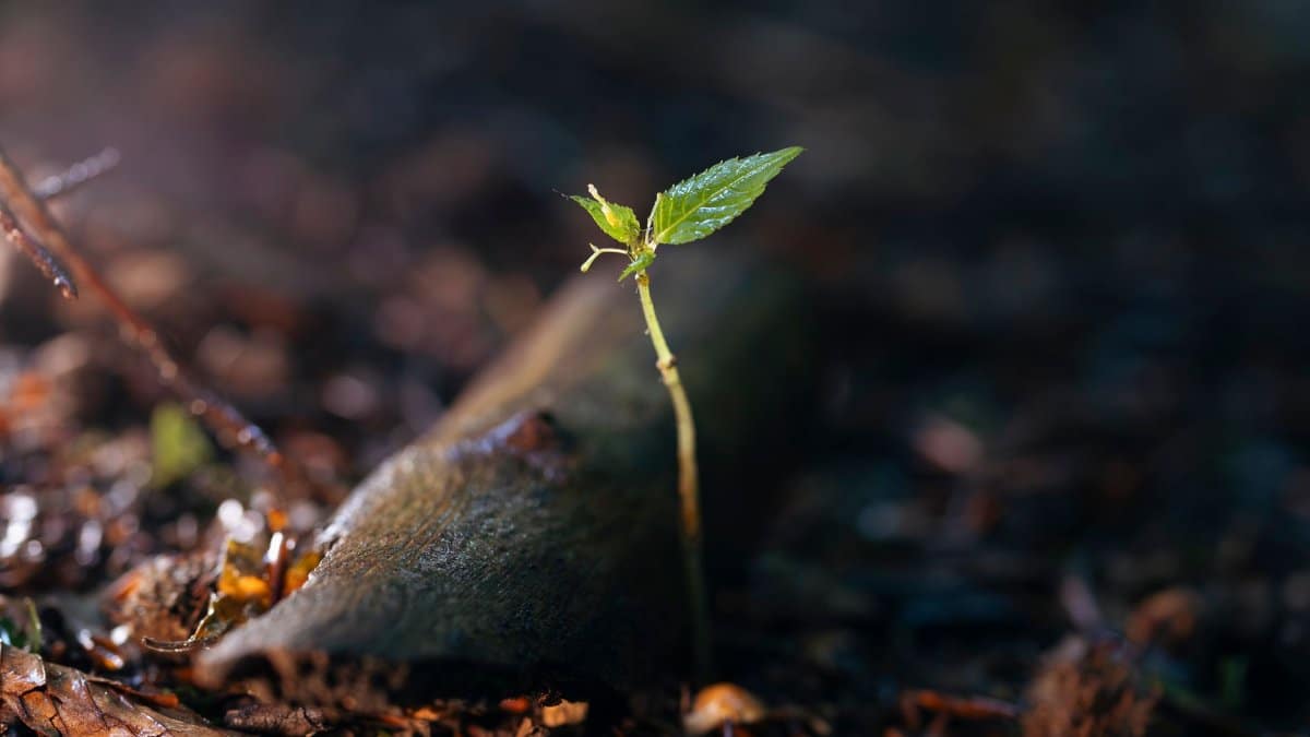 A young seedling sprouts amidst forest floor debris, symbolizing new life and growth.