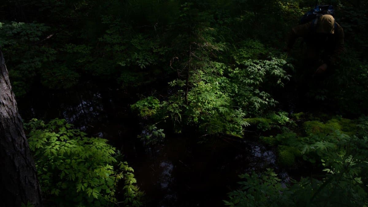 A dark, lush forest scene with dense greenery and dappled sunlight.