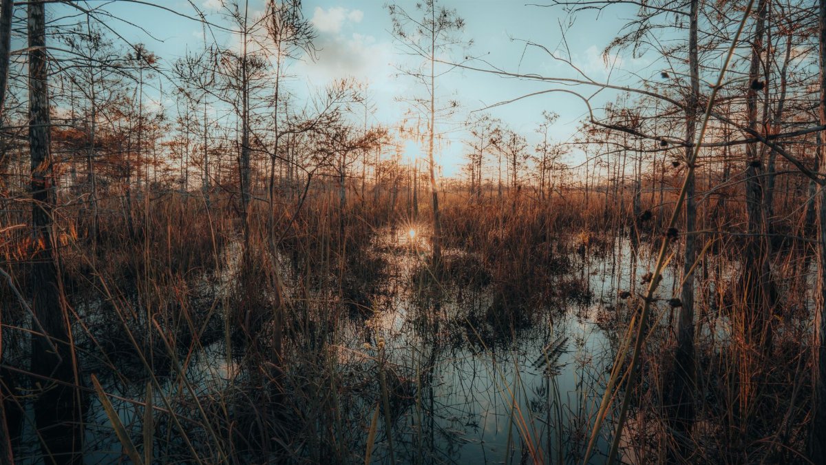 Captivating sunset over the Everglades wetlands, showcasing the tranquil landscape and nature's beauty.