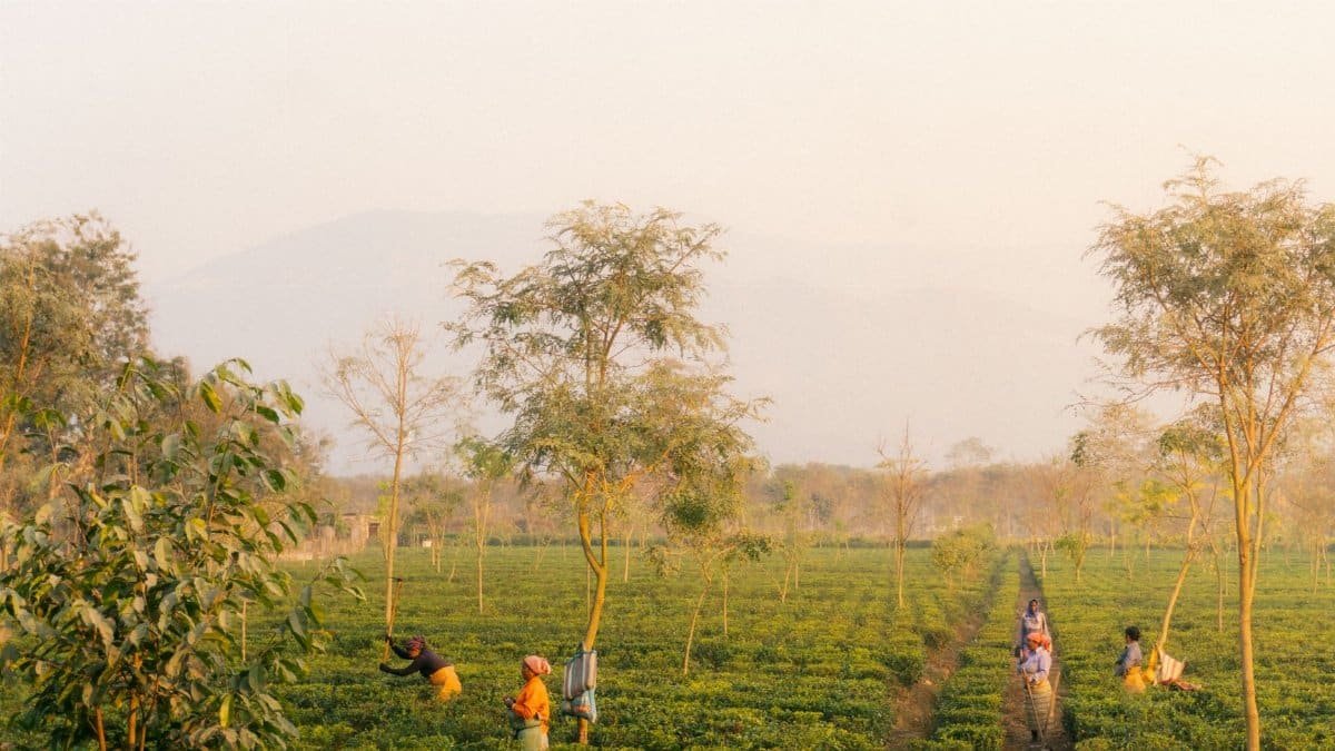 Workers harvesting tea leaves on a sunny day in a lush green plantation.
