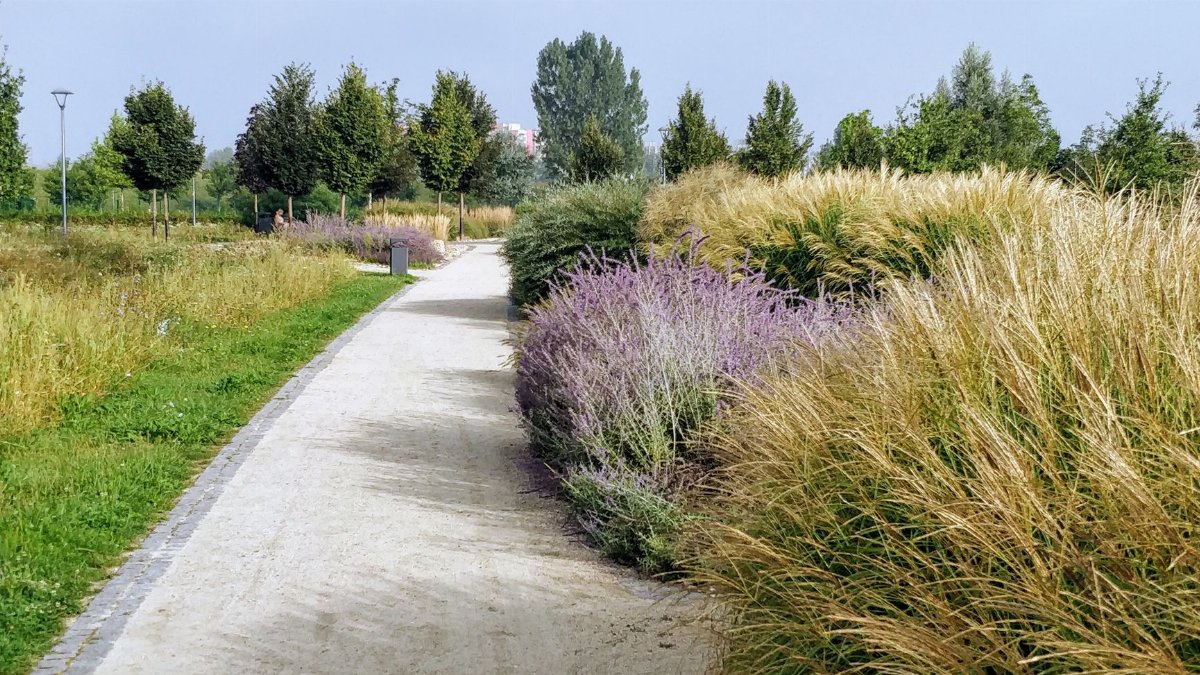 A serene park pathway bordered by lush grasses and trees on a sunny day, offering a tranquil setting.