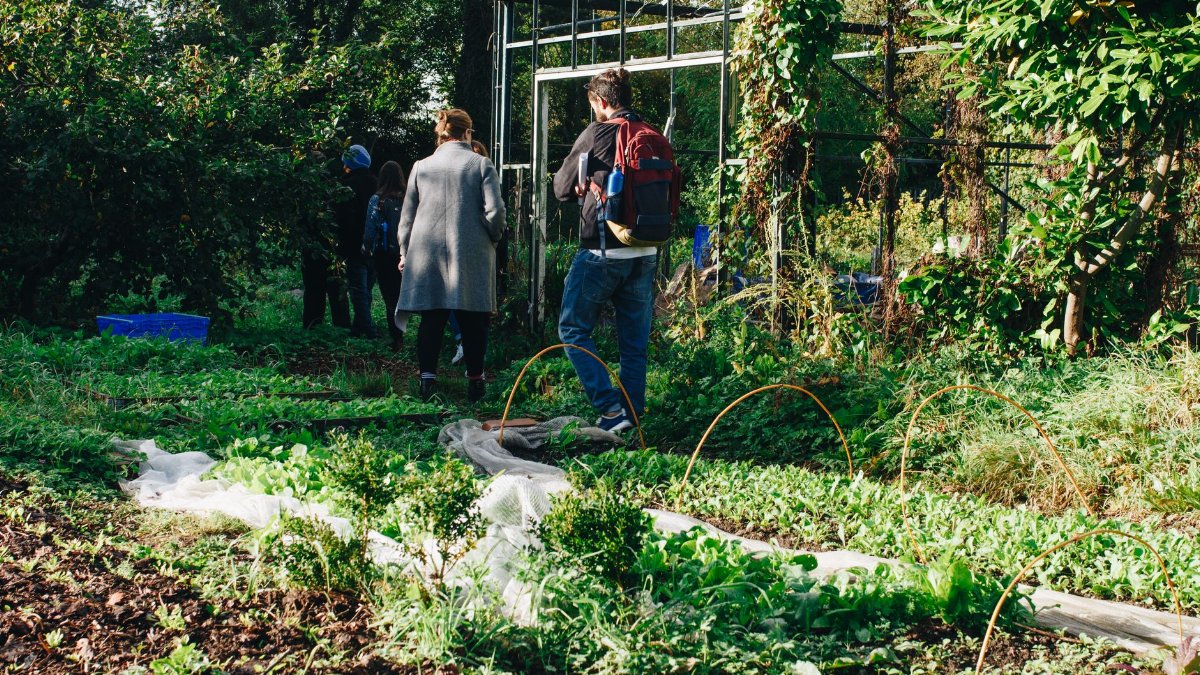 People exploring an organic garden in Dublin, Ireland during a sunny day.