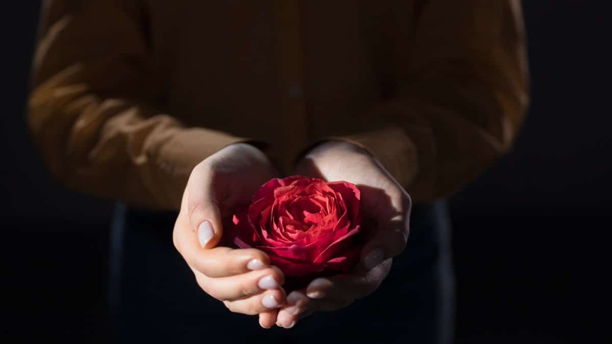 A close-up of hands gently holding a red rose, symbolizing love and care, captured in low light.