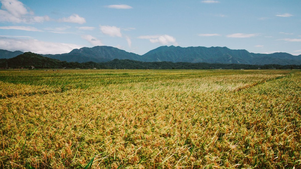 Vast farmland with golden crops under a blue sky and mountain backdrop, encapsulating rural serenity.