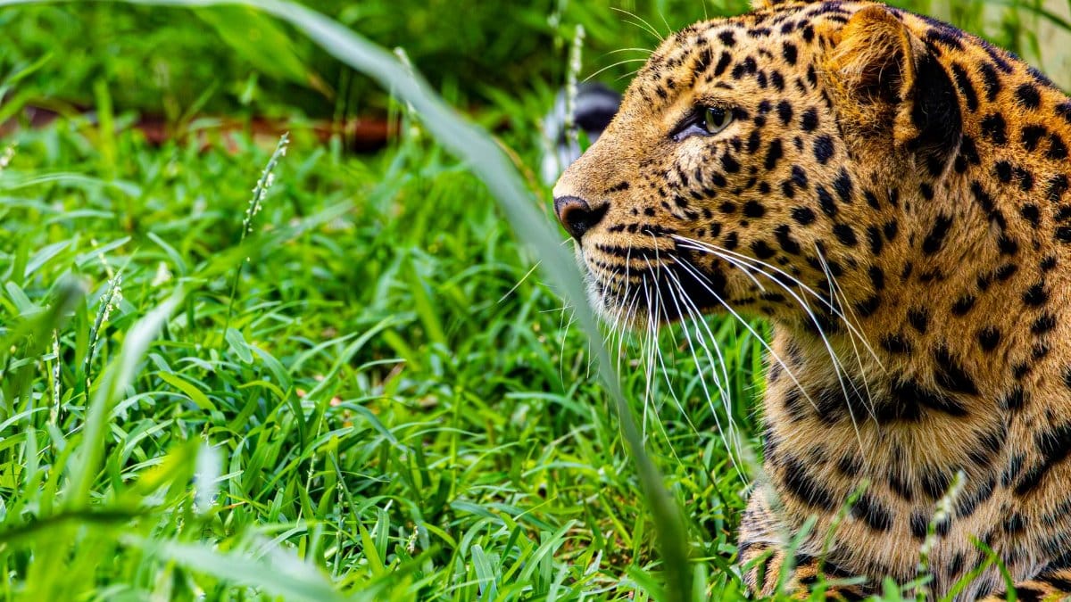 Side profile of a leopard in lush green grass, showcasing its majestic spotted coat.