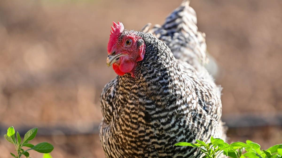 A detailed view of a speckled hen on a sunny day in a rural farm setting.