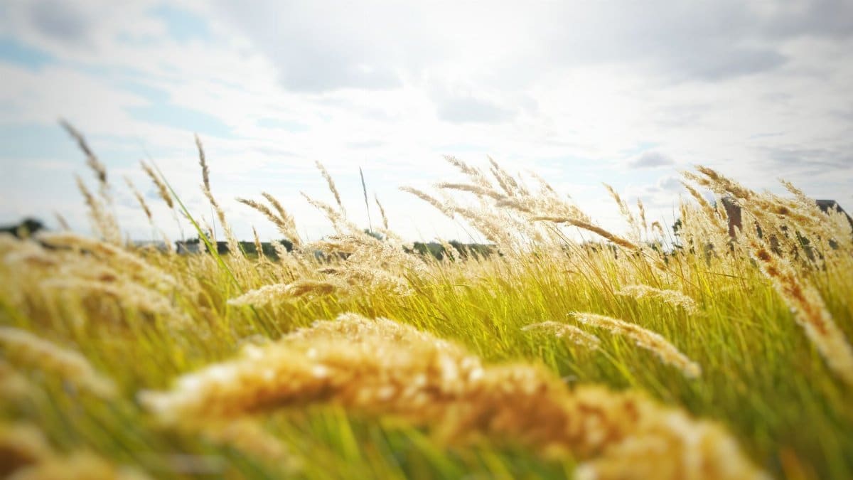 Serene wheat field swaying in the breeze beneath a cloudy summer sky.