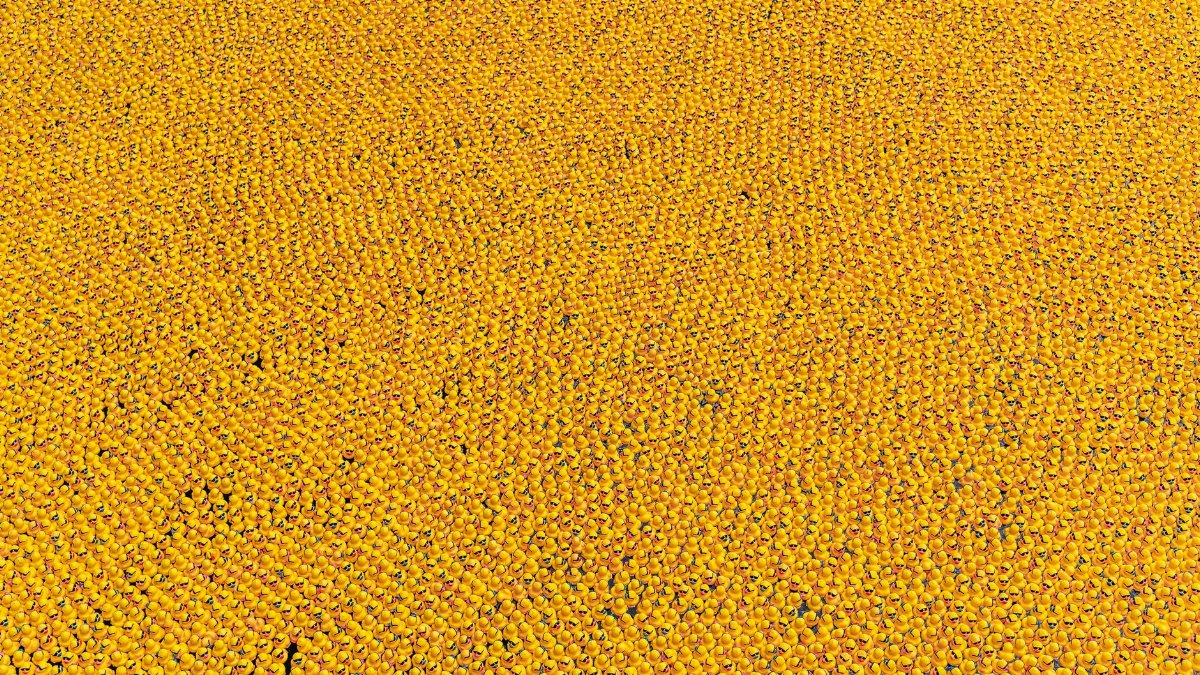 Aerial view of numerous yellow rubber ducks floating in Chicago River for a fundraising event.