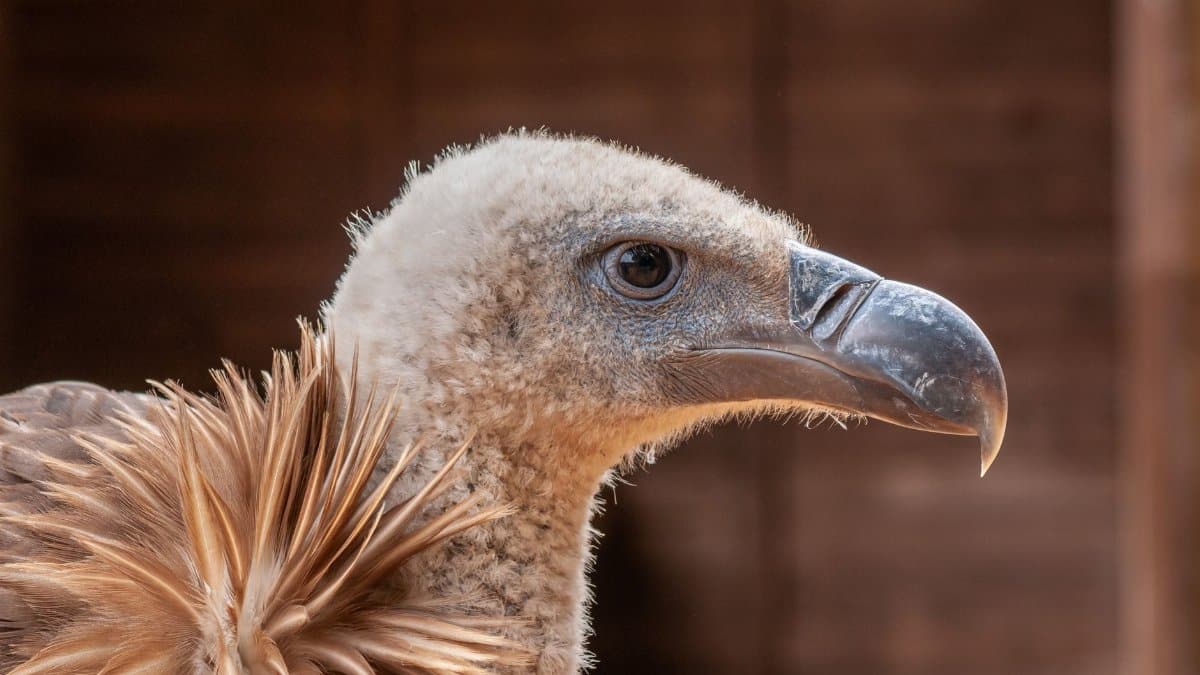 Detailed close-up of a young eagle showcasing its intricate feathers and sharp beak.