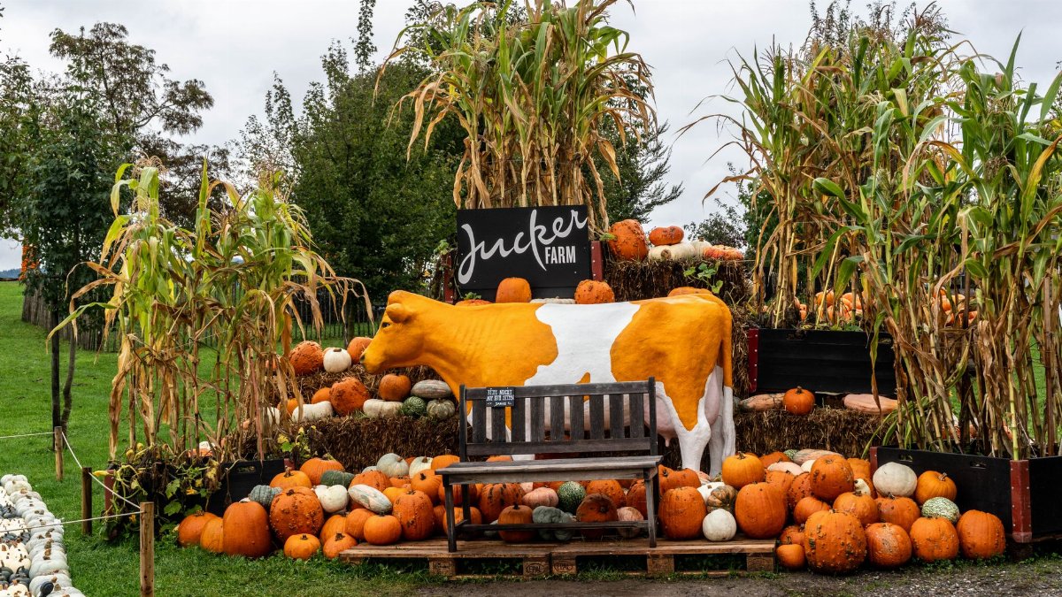 Vibrant autumn harvest scene with pumpkins and corn at Jucker Farm in Zurich, Switzerland.