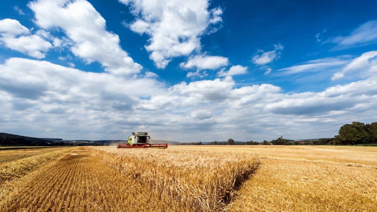 A combine harvester working on a vast wheat field under a bright blue sky.
