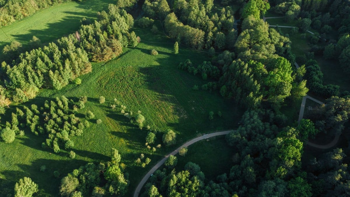 A stunning aerial view capturing the vibrant greenery of a summer forest with winding paths.