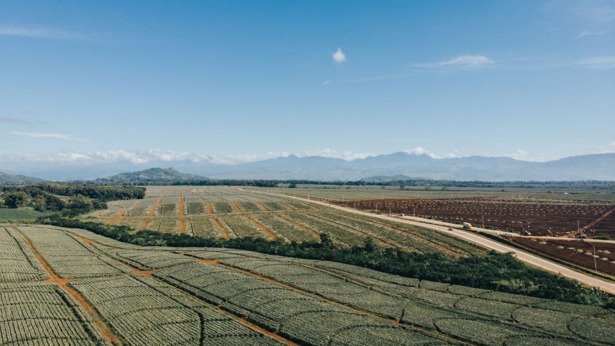 Aerial view of pineapple fields in Northern Mindanao, showcasing expansive agricultural landscapes.