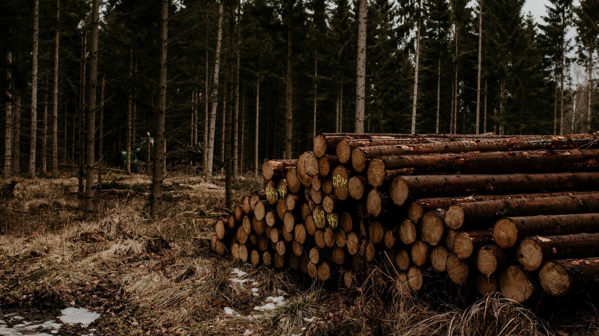 Pile of logs in a forest in Denmark during winter, ready for processing.