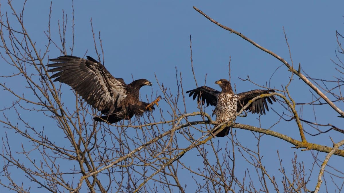 Two juvenile bald eagles perched on leafless branches against a clear blue sky.