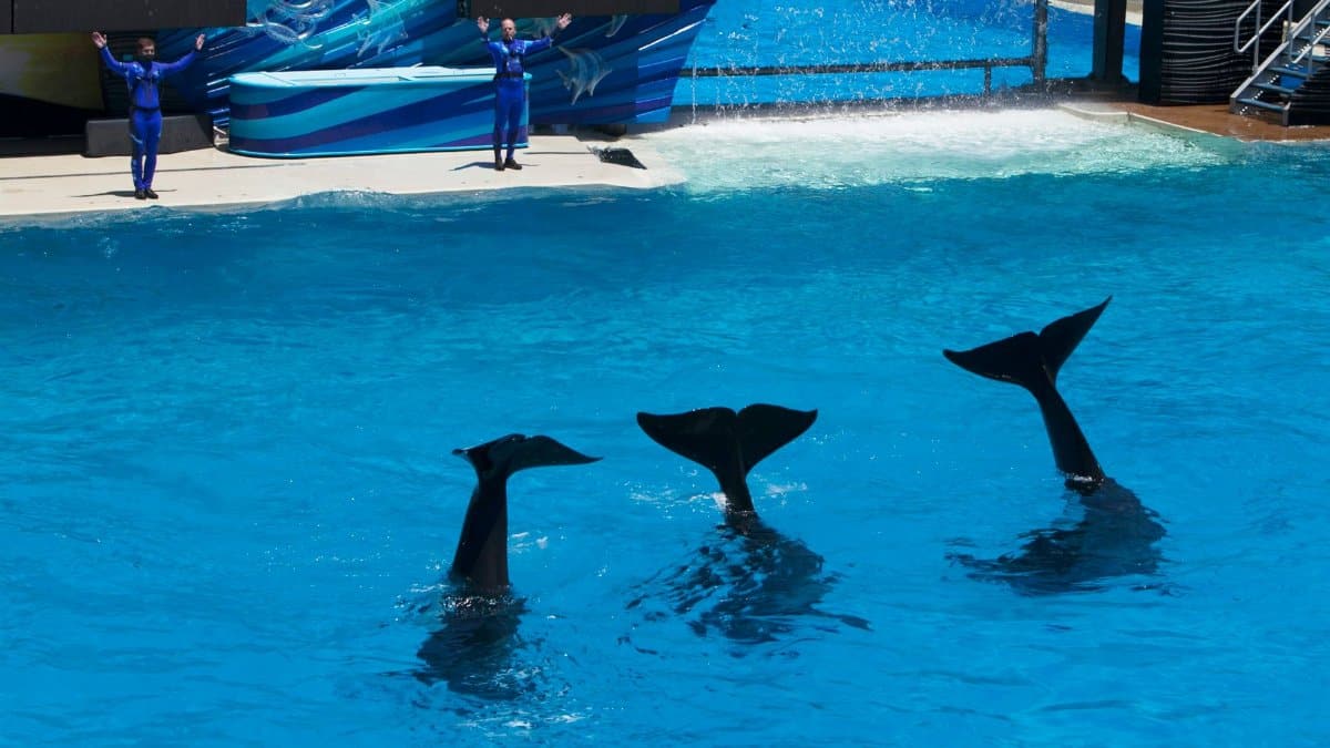 Captivating dolphin show with trainers at an aquarium featuring synchronized swimming.